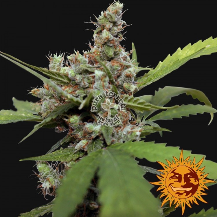 CBD Blue Shark Barneys Farm