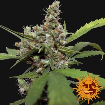 CBD Blue Shark Barneys Farm