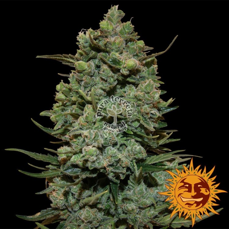 Cookies Kush Barneys Farm