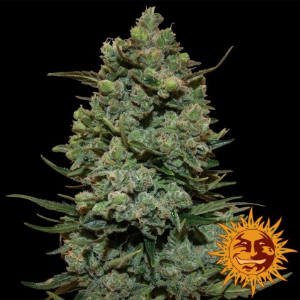 Cookies Kush Barneys Farm