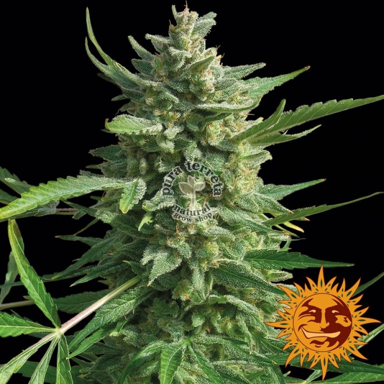 Critical Kush Barney´s Farm