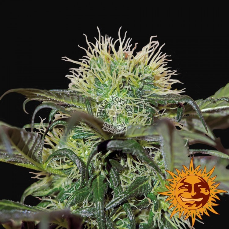 Bad Azz Kush Barneys Farm