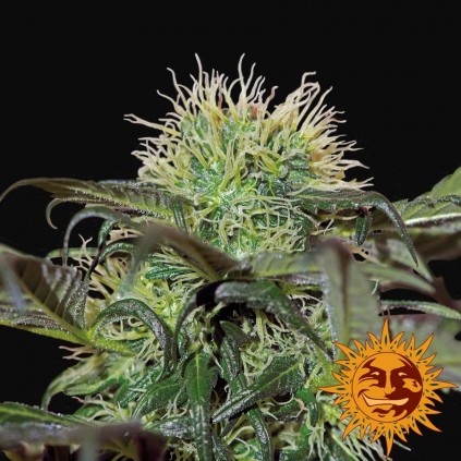 Bad Azz Kush Barneys Farm