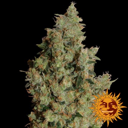 Tangerine Dream Barney´s Farm