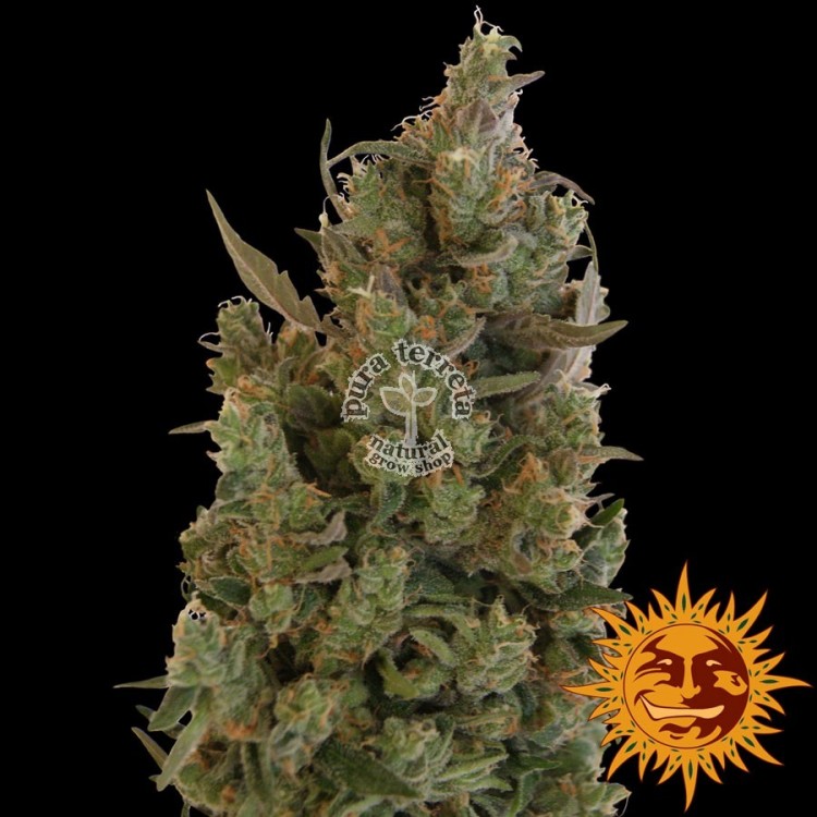 Blueberry Cheese Barney´s Farm