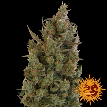 Blueberry Cheese Barney´s Farm
