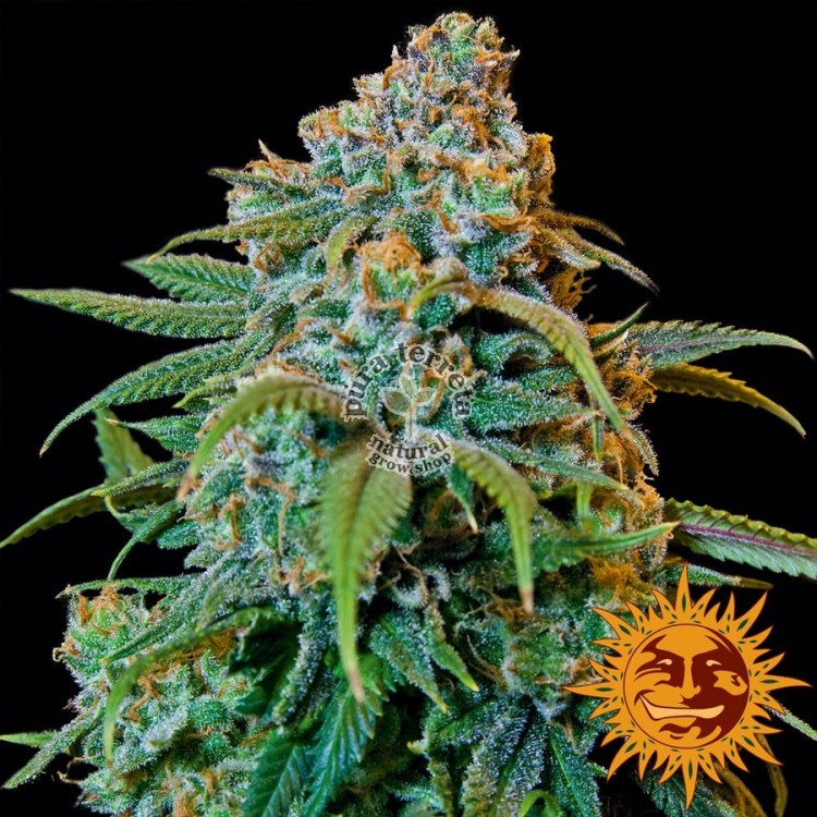 Liberty Haze Barney´s Farm