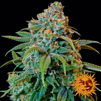 Liberty Haze Barney´s Farm
