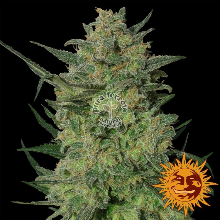 LSD Barney´s Farm