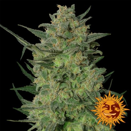LSD Barney´s Farm