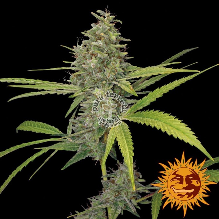 G13 Haze Barney´s Farm