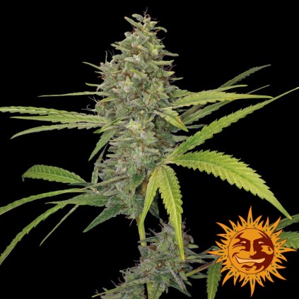 G13 Haze Barney´s Farm