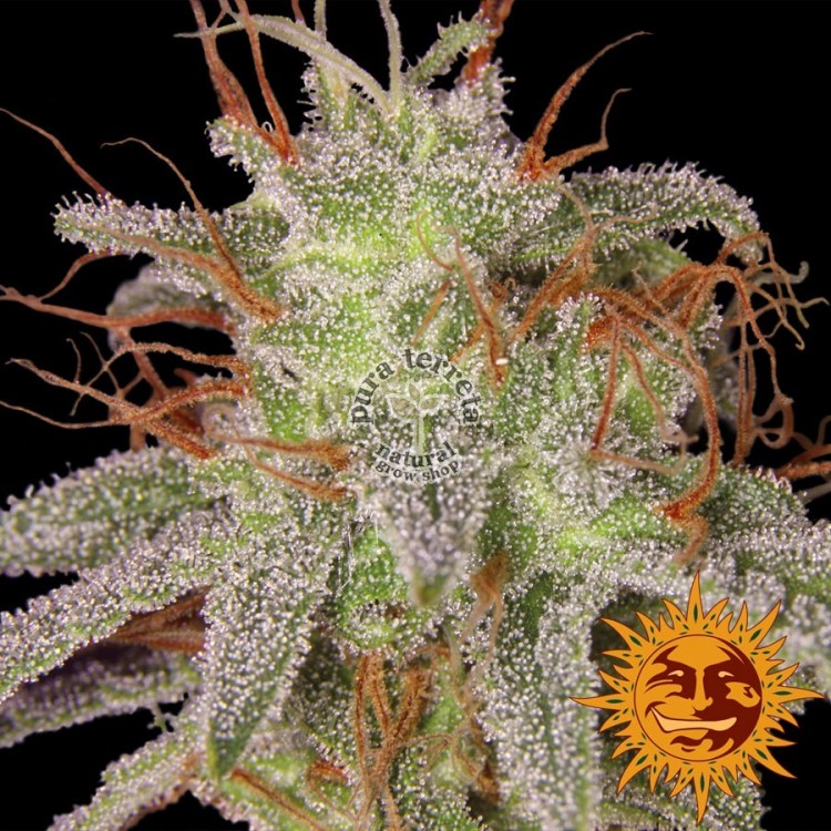 Amnesia Lemon Barney´s Farm