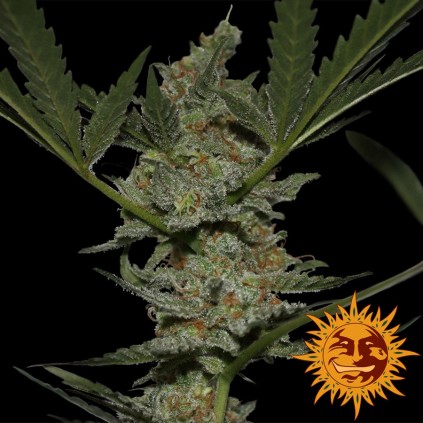 Acapulco Gold Barney´s Farm
