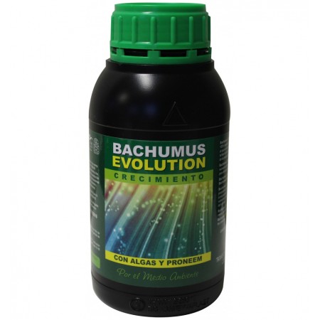 Bachumus evolution crecimiento