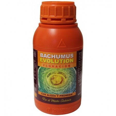 Bachumus evolution floración