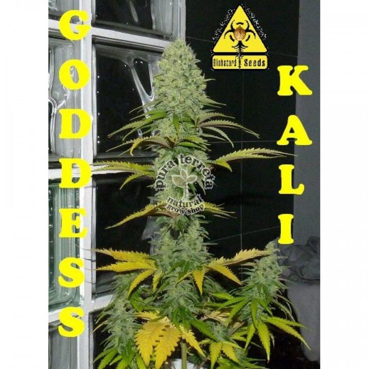 Goddess Kali Biohazard Seeds
