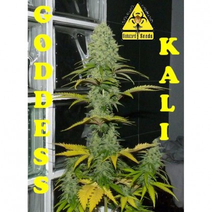 Goddess Kali Biohazard Seeds
