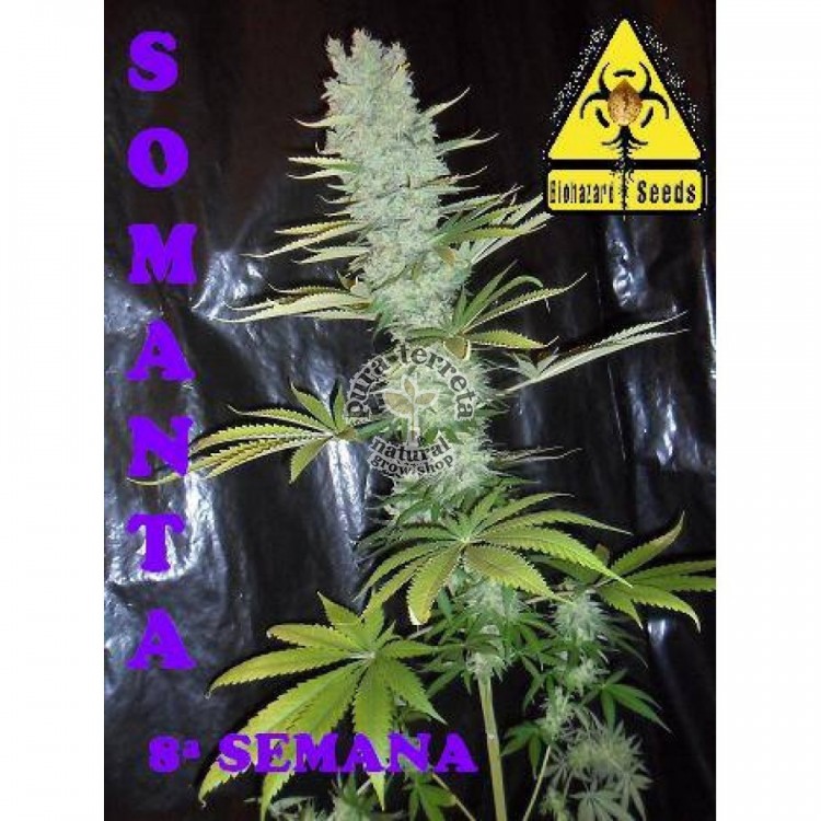 Somanta Biohazard Seeds