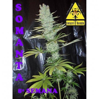 Somanta Biohazard Seeds