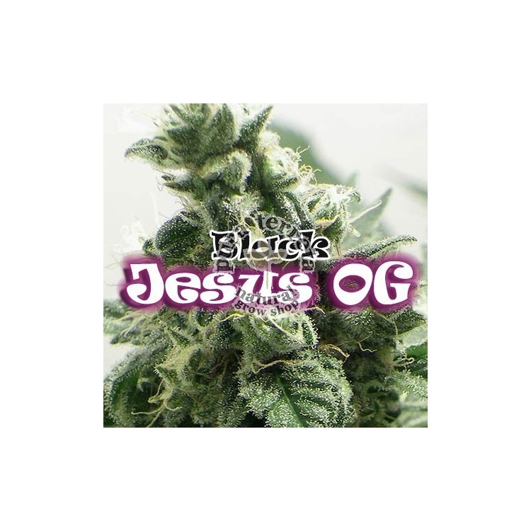 Black Jesus OG  Dr. Underground