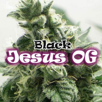 Black Jesus OG  Dr. Underground