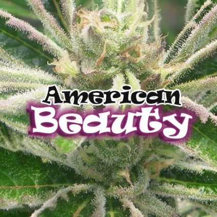 American Beauty  Dr. Underground