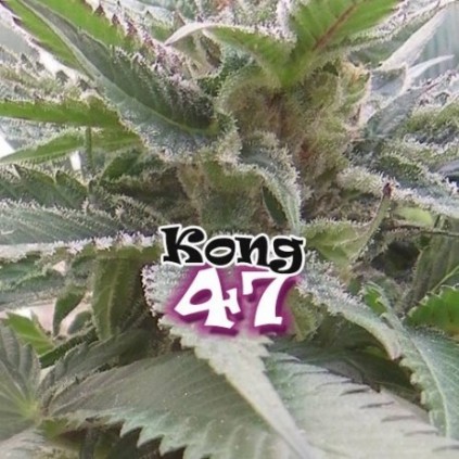 Kong 47 Dr. Underground