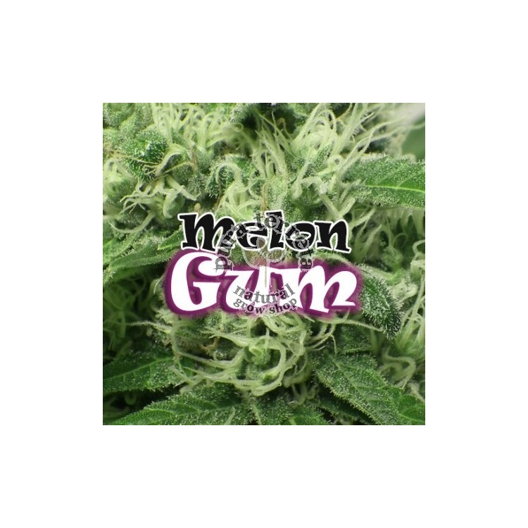 Melon Gum Dr. Underground Semilla