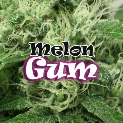 Melon Gum Dr. Underground Semilla