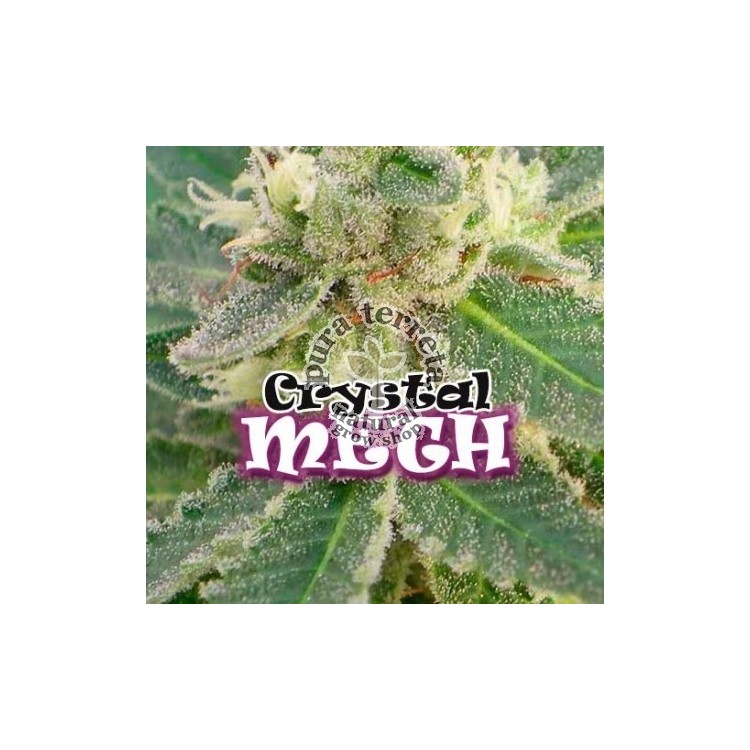 Crystal Meth Dr. Underground Semilla