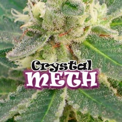 Crystal Meth Dr. Underground Semilla
