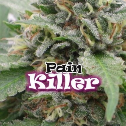 Paint Killer Dr. Underground Semilla