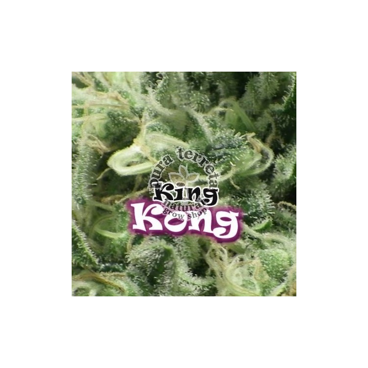 King Kong Dr. Underground 