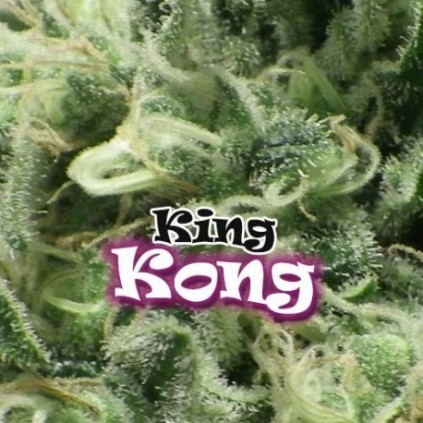 King Kong Dr. Underground 
