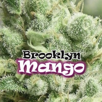Brooklyn Mango Dr. Underground