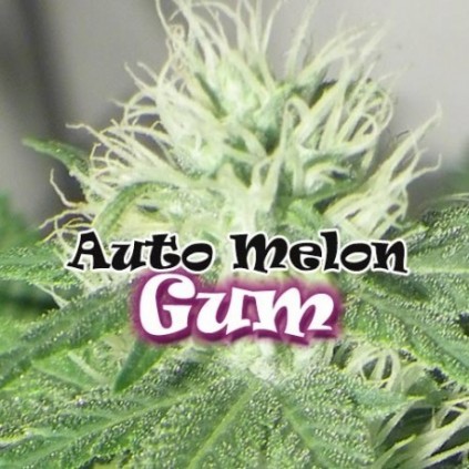 Melon Gum auto. Dr. Underground