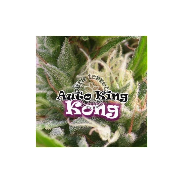 King Kong auto. Dr. Underground