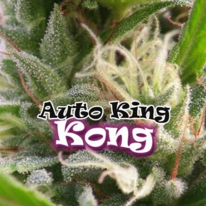 King Kong auto. Dr. Underground