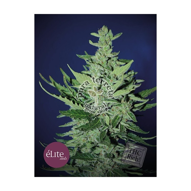 Elite seeds. Goliat auto
