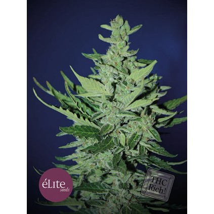 Elite seeds. Goliat auto