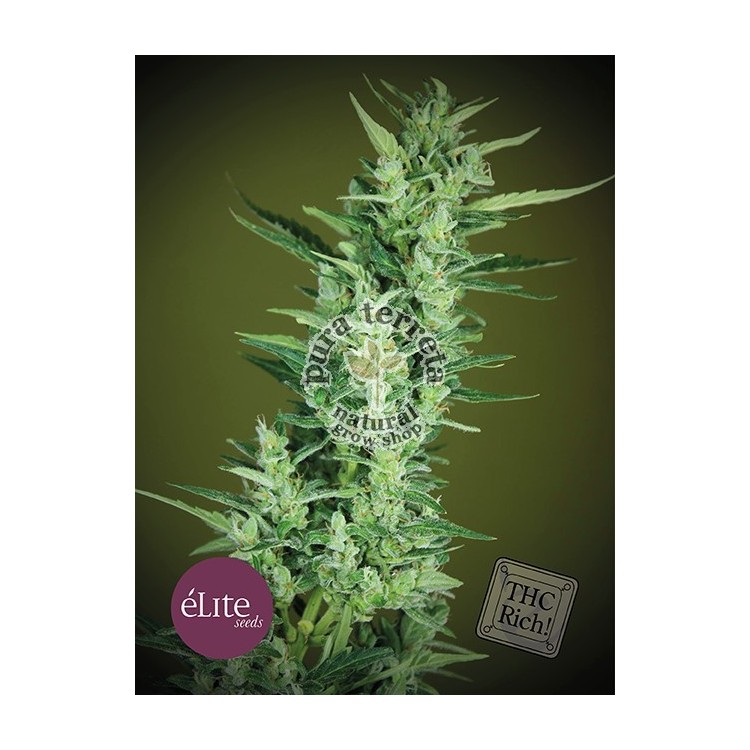 Elite seeds. Elite 47 semillas