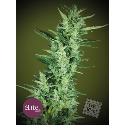 Elite seeds. Elite 47 semillas