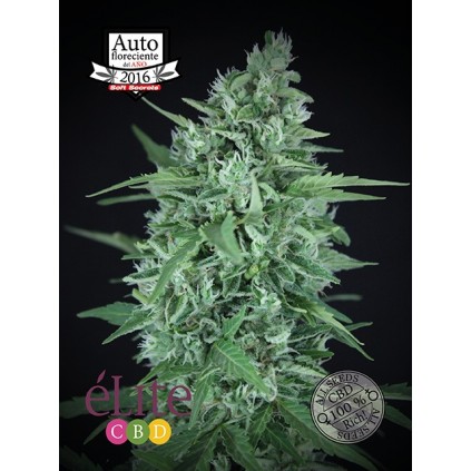 La Rica Auto CBD Elite seeds