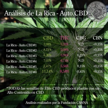 La Rica Auto CBD Elite seeds