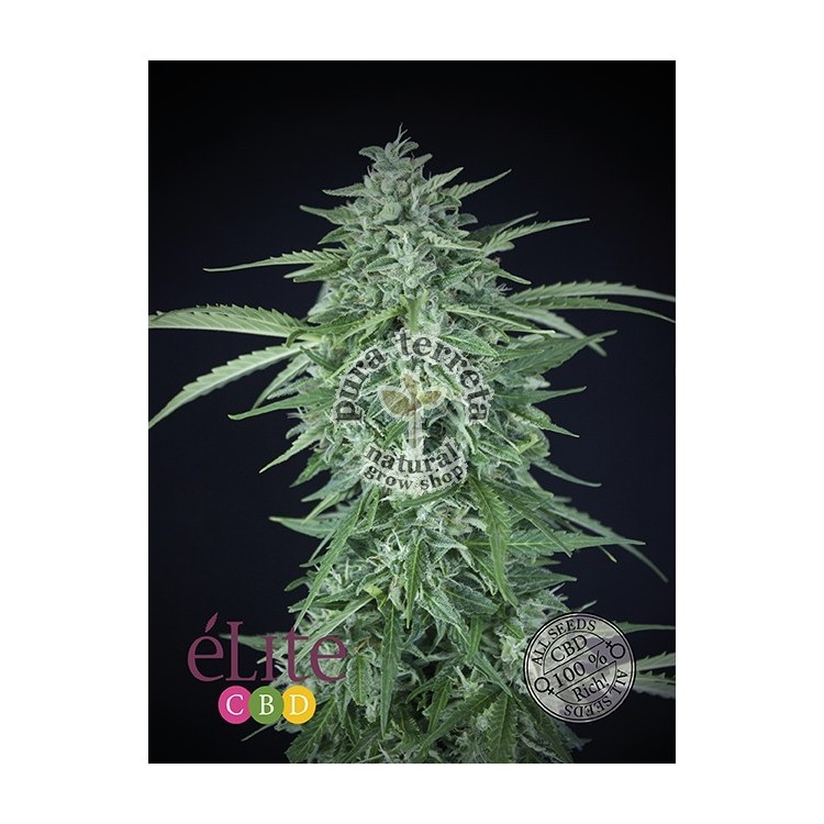 Llimonet Haze Auto CBD Elite seeds
