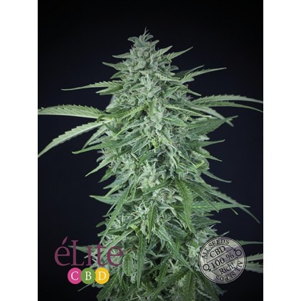 Llimonet Haze Auto CBD Elite seeds