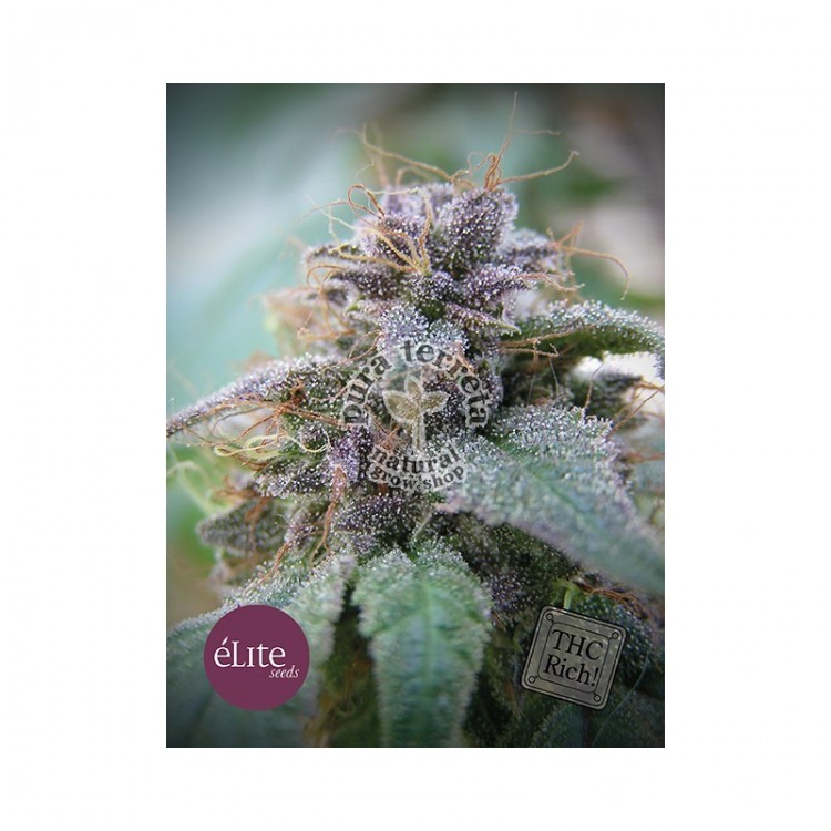 Elite seeds. Blue Elite