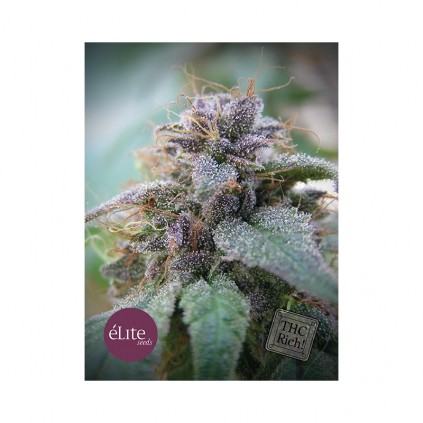 Elite seeds. Blue Elite