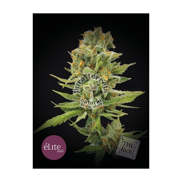 Elite seeds. Llimonet Haze